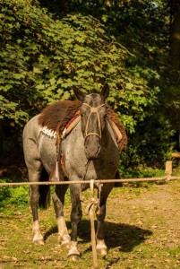 clubrit 29 september 2013 - 004